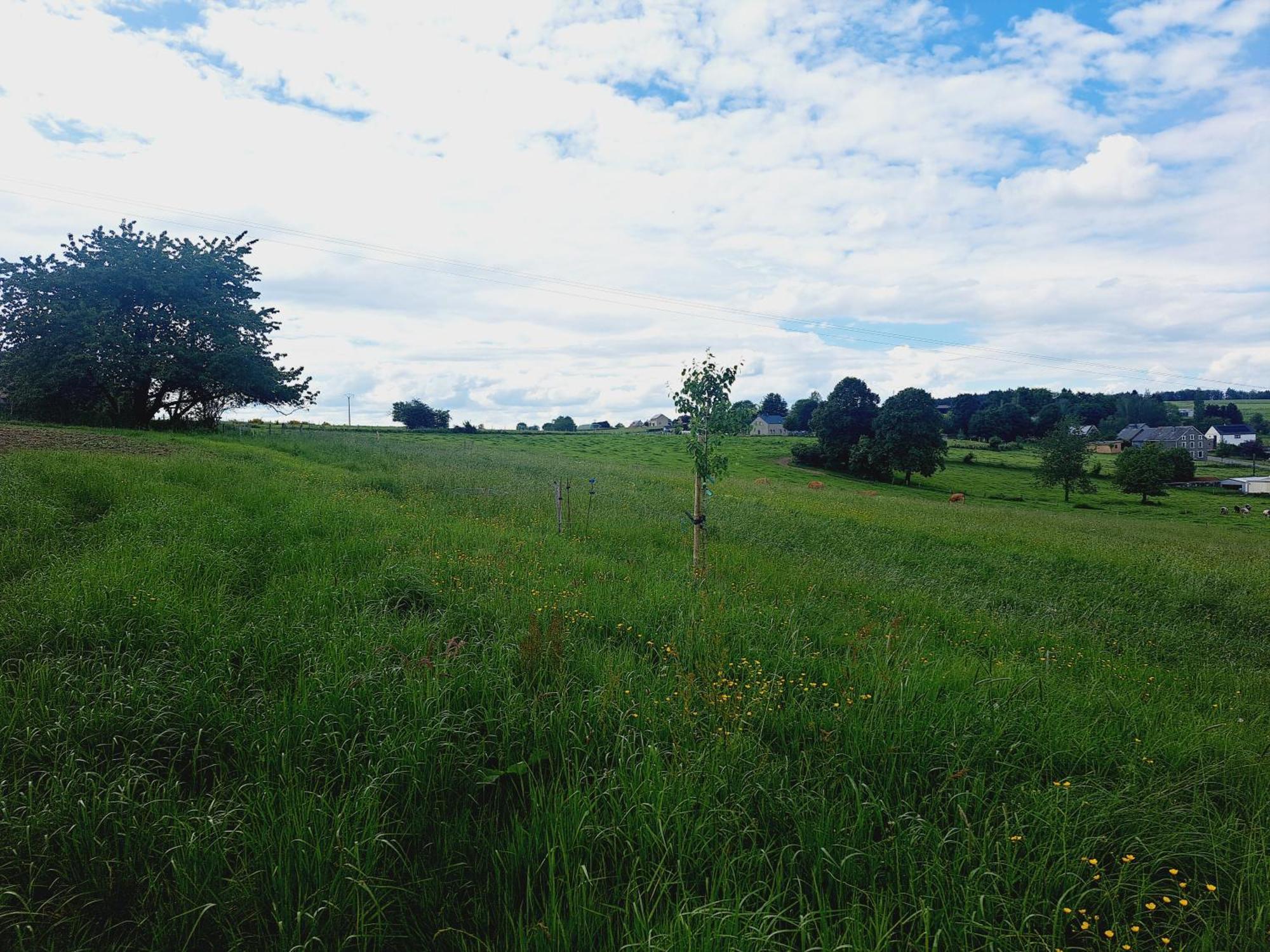 *Au Refuge Ardennais* Apartman Bertogne Kültér fotó